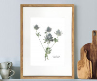 Sea Holly Botanical Flower Print - Framed