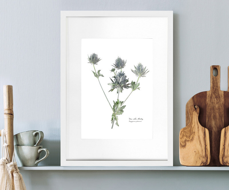 Sea Holly Botanical Flower Print - Framed