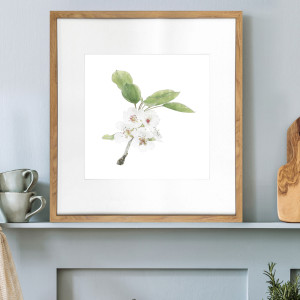 Apple Blossom I Botanical Flower Print - Framed