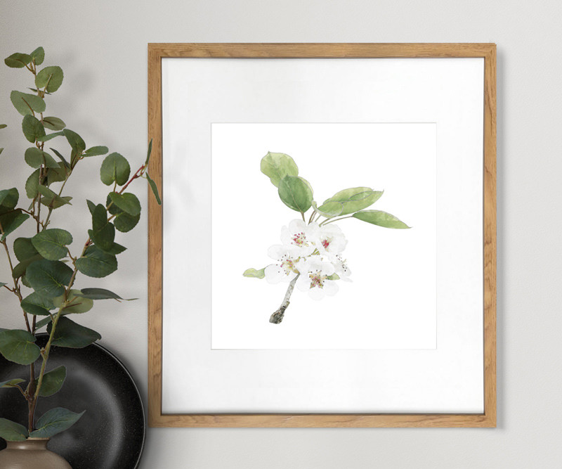 Apple Blossom I Botanical Flower Print - Framed