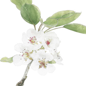 Apple Blossom I Botanical Flower Print - Framed, presented as decorative artwork for creating a focal point on a wall
