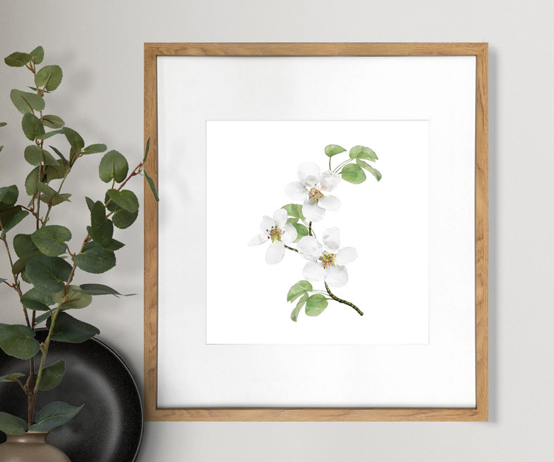 Apple Blossom II Botanical Flower Print - Framed