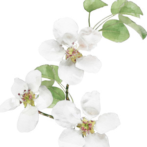 Apple Blossom II Botanical Flower Print - Framed, presented as decorative artwork for creating a focal point on a wall