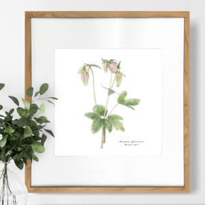 Columbine Botanical Flower Print - Framed