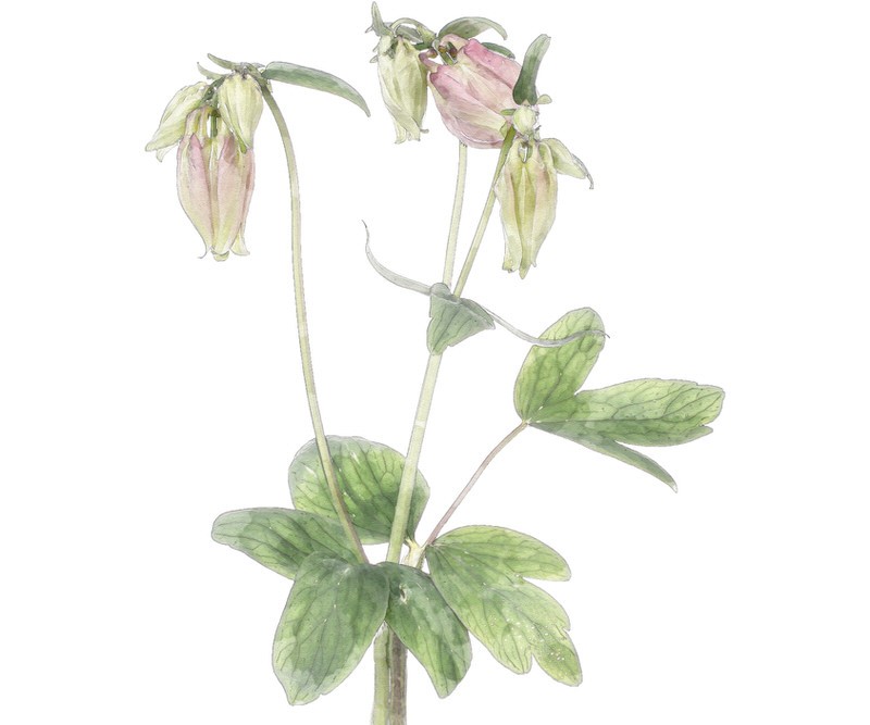 Columbine Botanical Flower Print - Framed