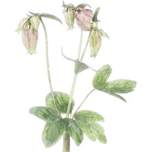 Columbine Botanical Flower Print - Framed, presented as decorative artwork for creating a focal point on a wall