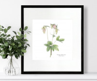 Columbine Botanical Flower Print - Framed