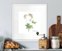 Columbine Botanical Flower Print - Framed