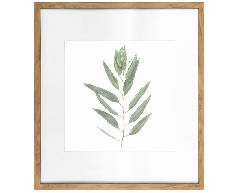 Kendale IV Eucalyptus Botanical Print Framed