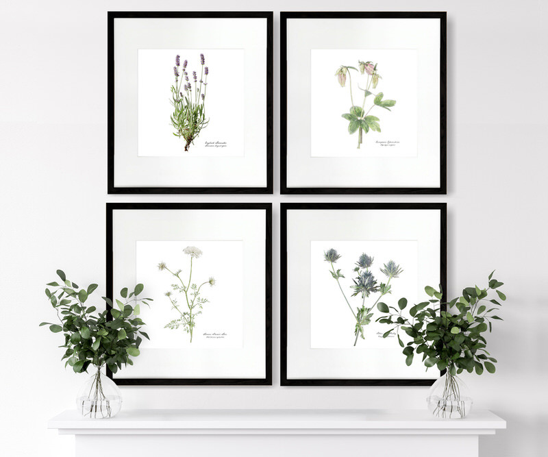 Queen Anne's Lace Botanical Flower Print - Framed