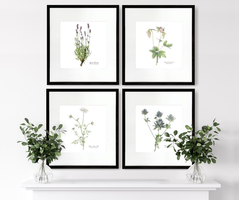 Columbine Botanical Flower Print - Framed