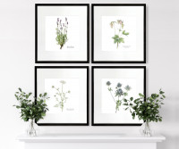 Columbine Botanical Flower Print - Framed