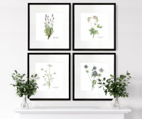 Queen Anne's Lace Botanical Flower Print - Framed