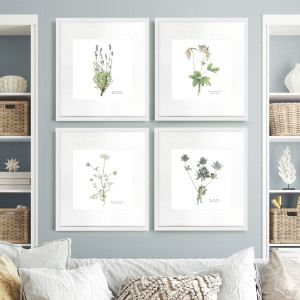 Sea Holly Botanical Flower Print - Framed, a wall display piece featuring the named subject and composition