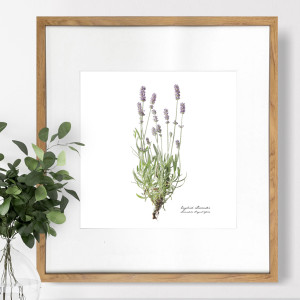 Lavender Botanical Flower Print - Framed