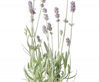 Lavender Botanical Flower Print - Framed