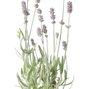 Lavender Botanical Flower Print - Framed, a wall display piece featuring the named subject and composition