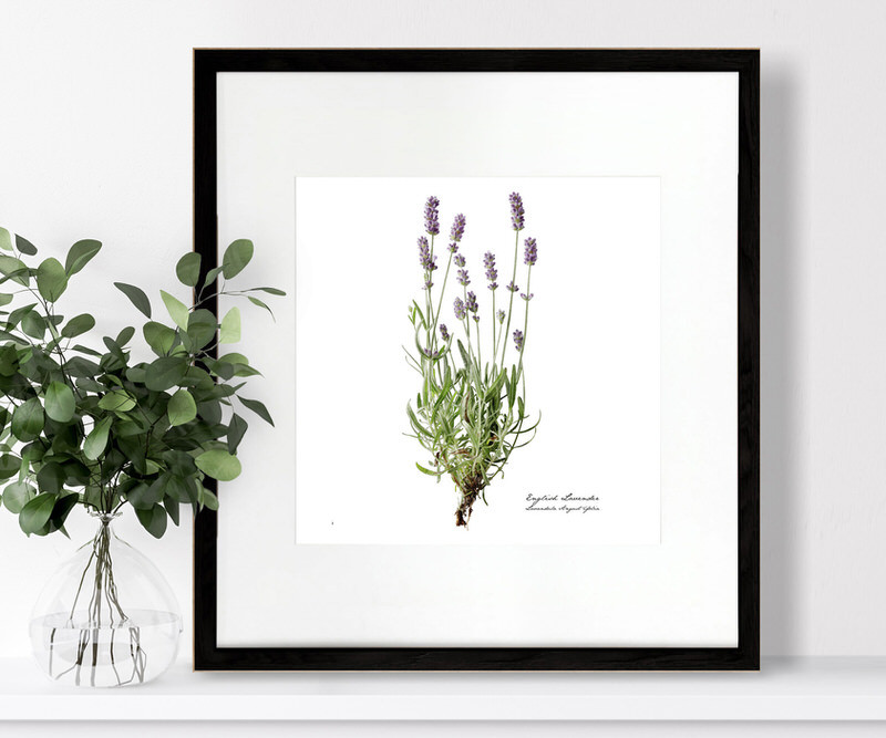 Lavender Botanical Flower Print - Framed