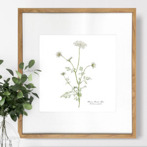 Queen Anne's Lace Botanical Flower Print - Framed