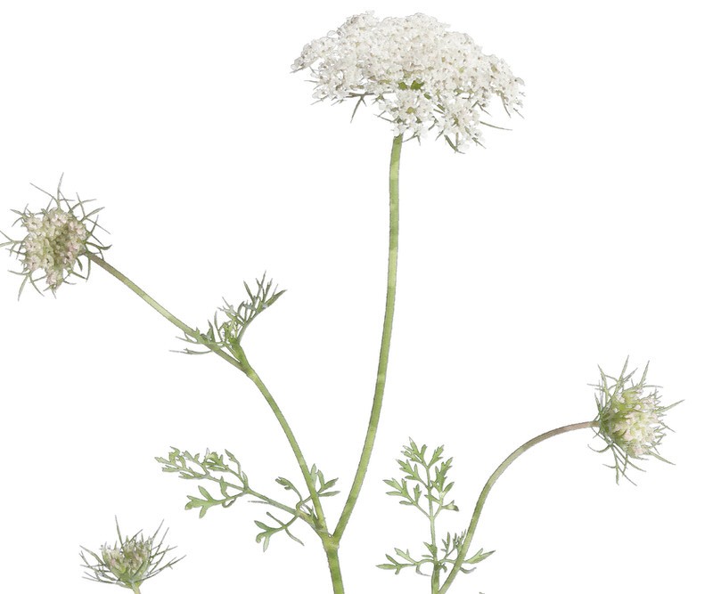 Queen Anne's Lace Botanical Flower Print - Framed