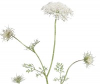 Queen Anne's Lace Botanical Flower Print - Framed