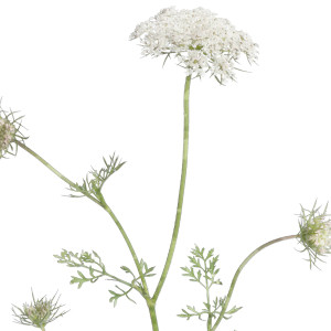 Queen Anne's Lace Botanical Flower Print - Framed, presented as decorative artwork for creating a focal point on a wall