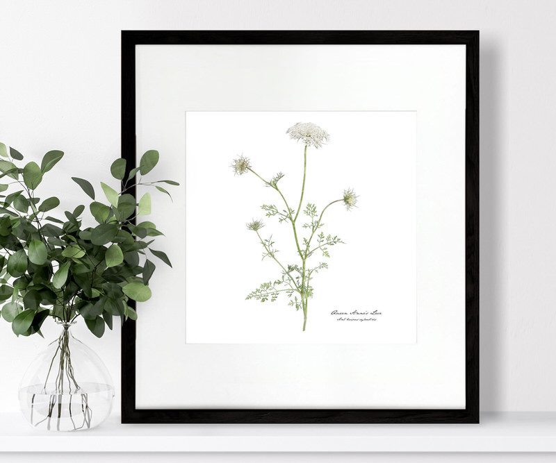 Queen Anne's Lace Botanical Flower Print - Framed