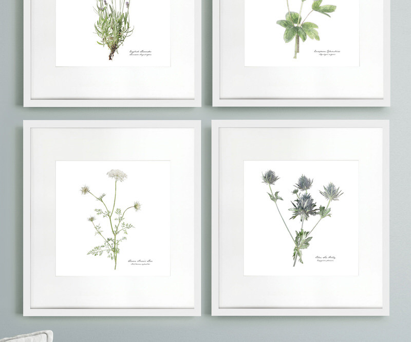 Queen Anne's Lace Botanical Flower Print - Framed