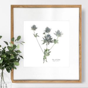Sea Holly Botanical Flower Print - Framed
