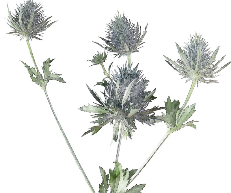 Sea Holly Botanical Flower Print - Framed