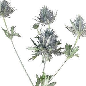 Sea Holly Botanical Flower Print - Framed, presented as decorative artwork for creating a focal point on a wall