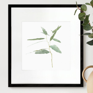 Kendale II Eucalyptus Botanical Print - Framed