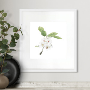 Apple Blossom I Botanical Flower Print - Framed, a wall display piece featuring the named subject and composition