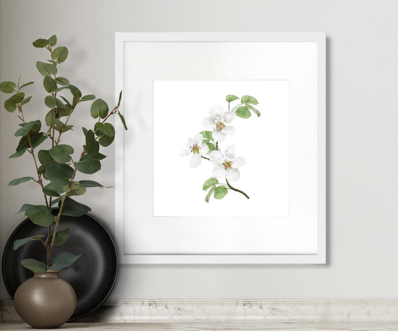 Apple Blossom II Botanical Flower Print - Framed