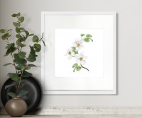 Apple Blossom II Botanical Flower Print - Framed