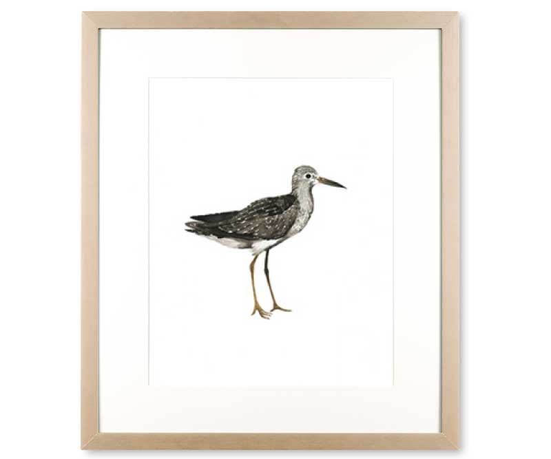 Sandpiper Sea Bird III Art Print Framed