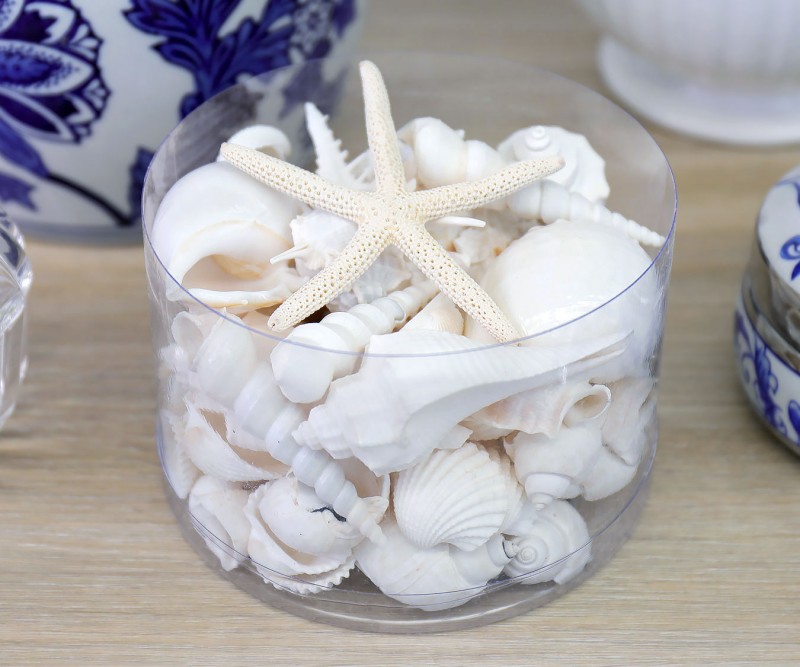 Box of White Sea Shells - Small