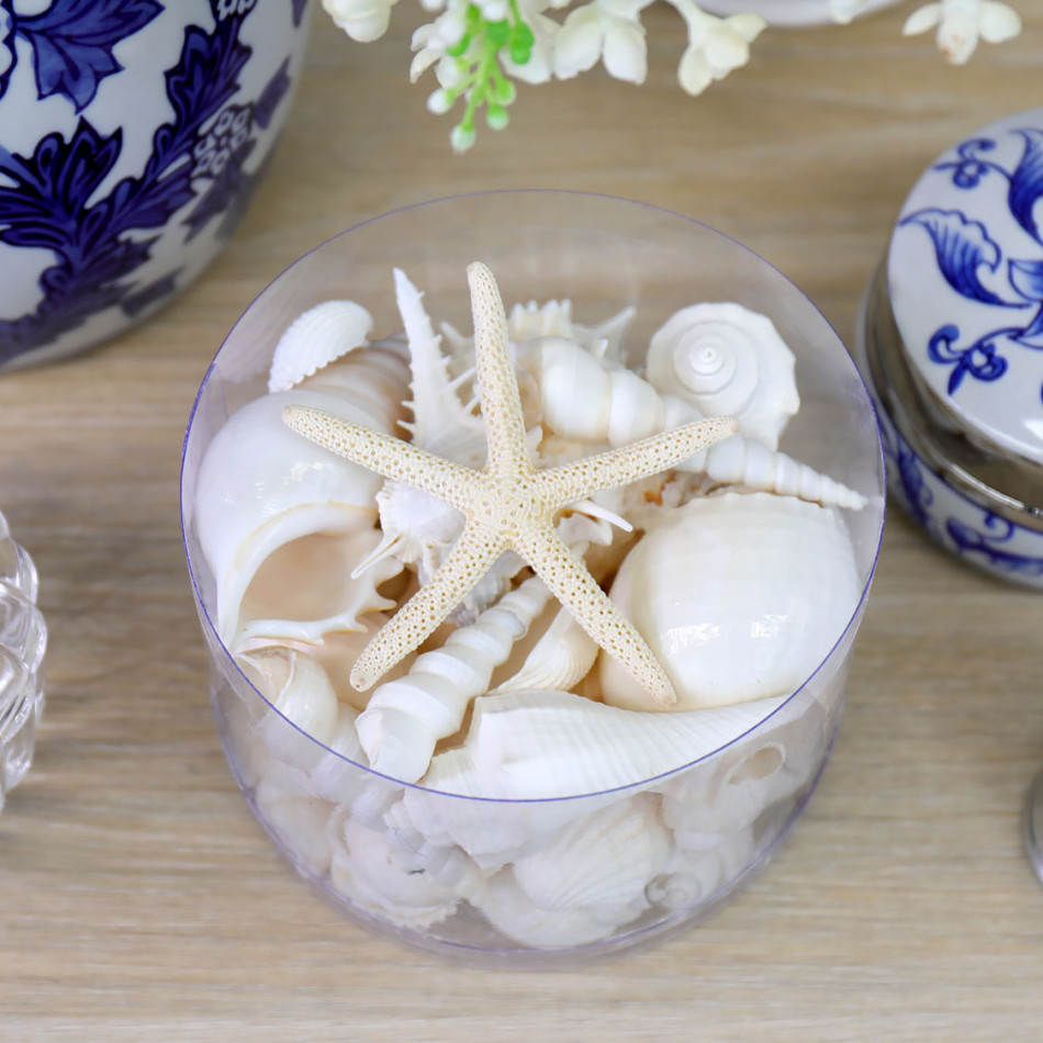 Box of White Sea Shells - Small, shown as a standalone product for clear identification