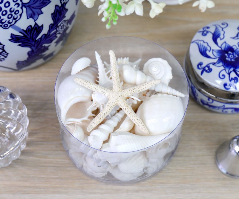 Box of White Sea Shells - Small