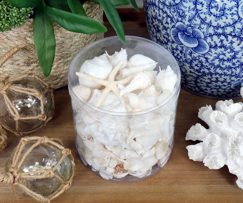 Box of White Sea Shells - Large