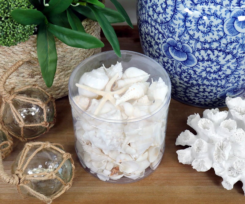 Box of White Sea Shells - Large