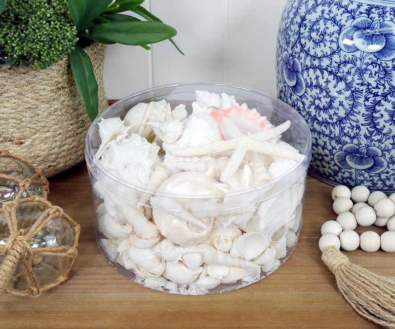 Box of White Sea Shells - Extra Large