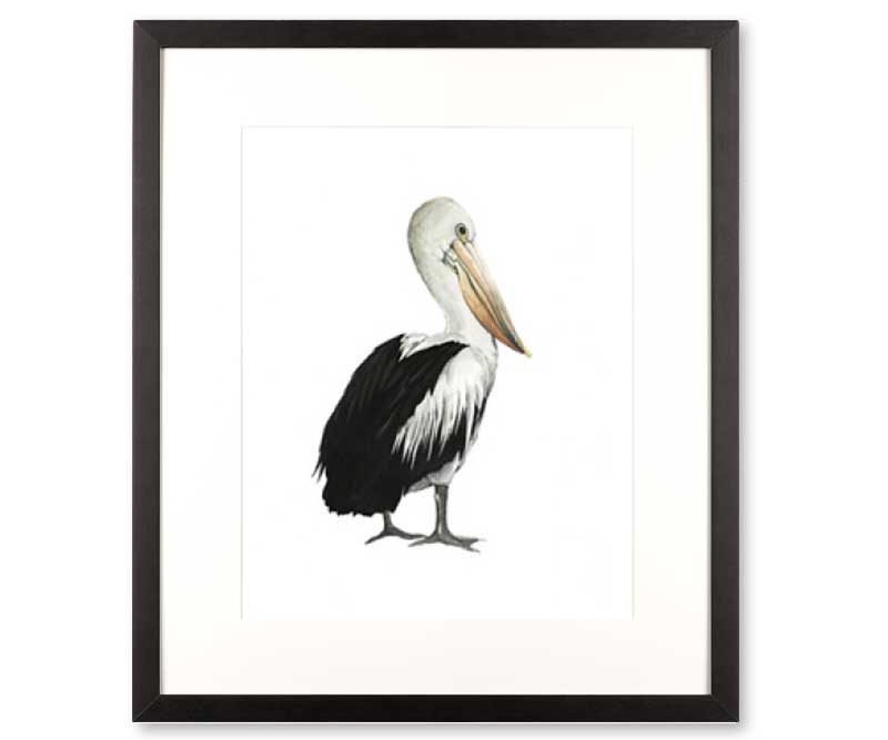 Pelican Sea bird IV Art Print Framed