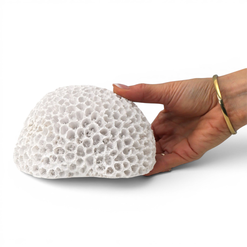 Hand holding white Hayman faux brain coral to show its size and textured dome shape