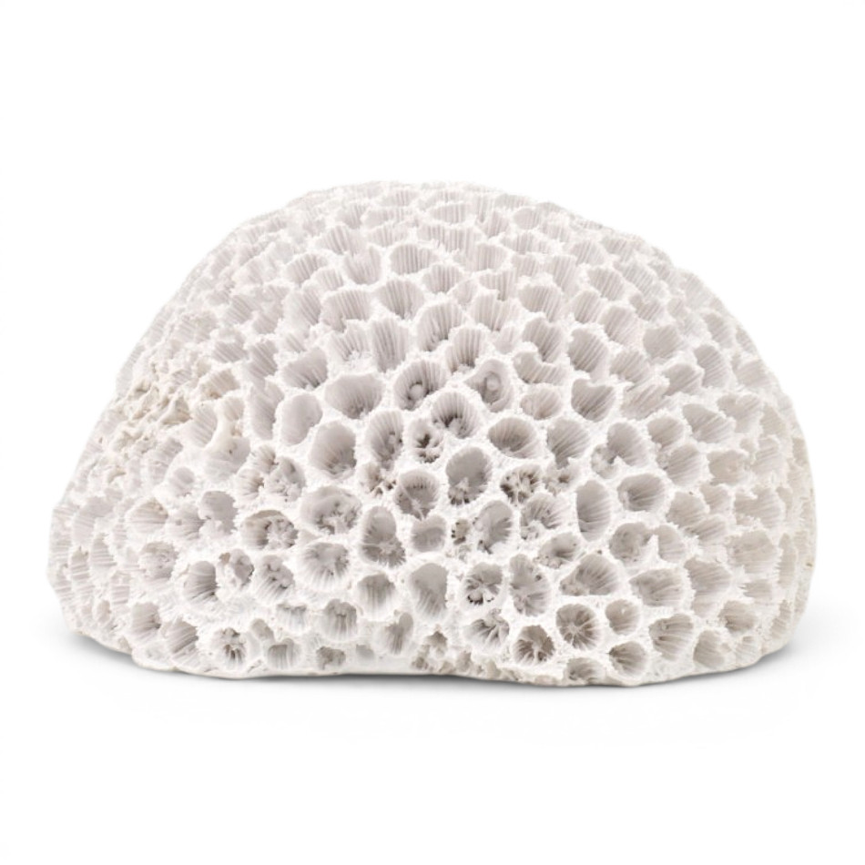 White Hayman resin brain coral ornament with a rounded dome shape against a white background