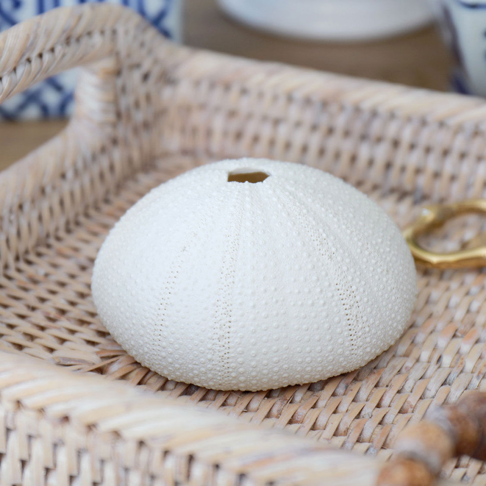 Classic White Sea Urchin - Small, decorative home accessory