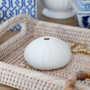 Classic White Sea Urchin - Small, presented as a standalone item for straightforward product identification