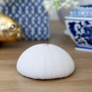 Classic White Sea Urchin - Small, highlighting the product's distinctive form and defining design
