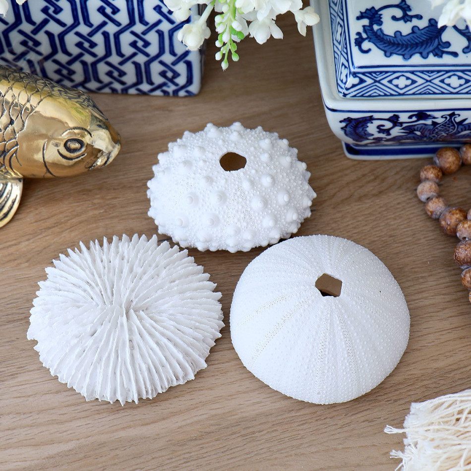 Classic White Sea Urchin - Small, shown as a standalone product for clear identification