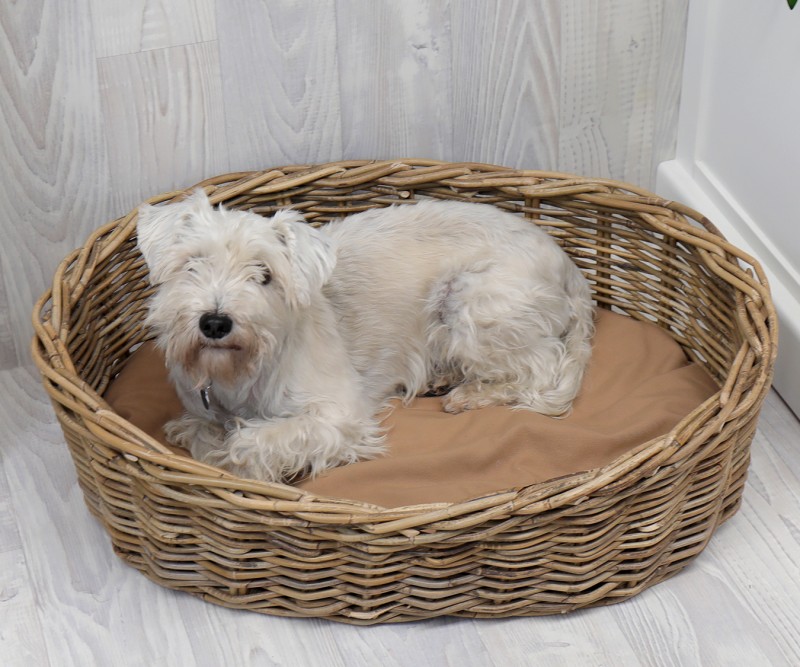 Cane Dog Bed Australia Bleumoonproductions